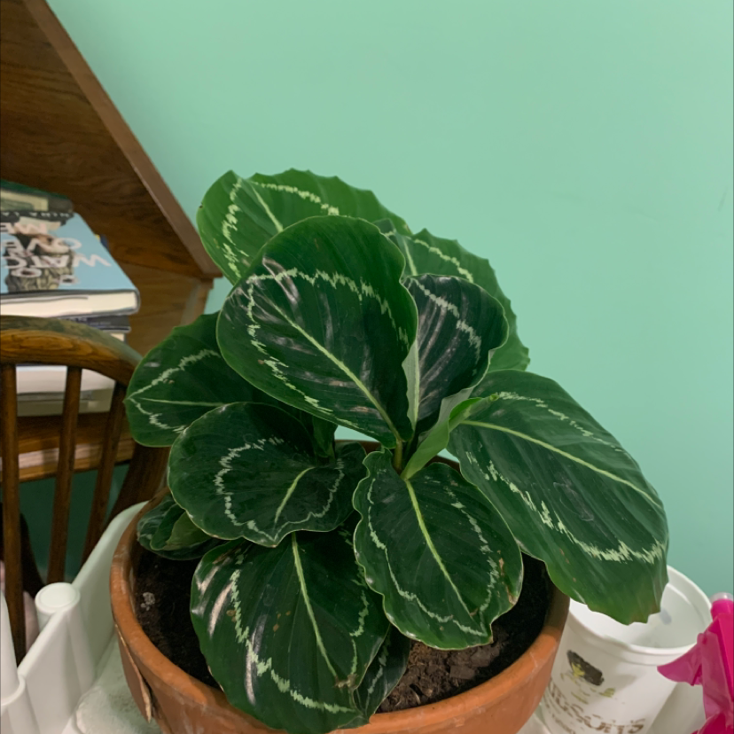 Rose Calathea plant photo by Elizabeth named Little Bitch on Greg, the plant care app.