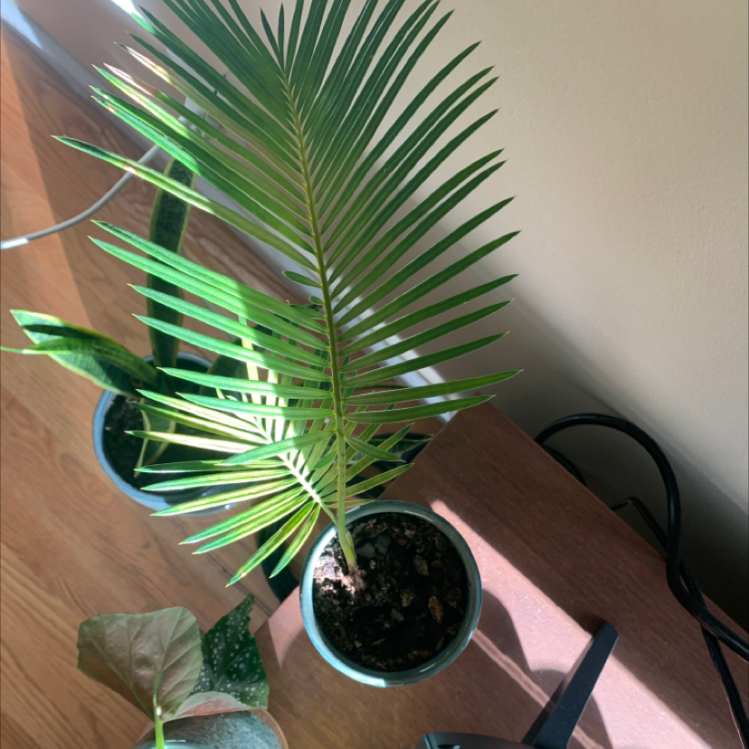 Sago Palm in a pot on a wooden surface with vibrant green leaves.