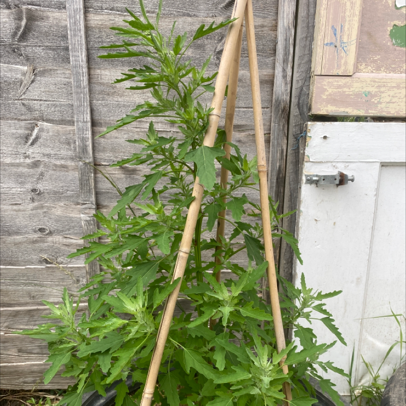 Mugwort plant in a pot with bamboo support structure, healthy green leaves.