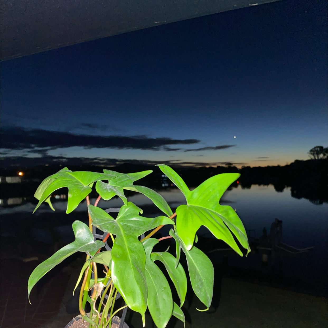 Philodendron Pedatum plant with vibrant green leaves against a lake at dusk.
