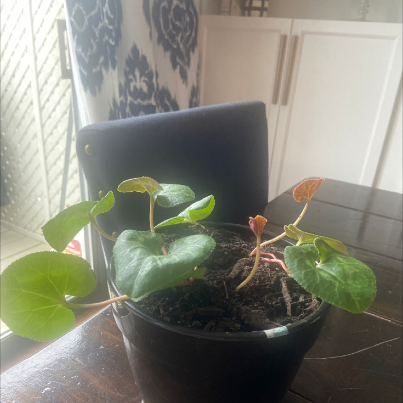Persian Cyclamen plant photo by @Lohobobo named Finn Plant on Greg, the plant care app.