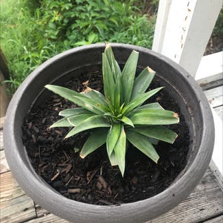 Pineapple plant in Pageland, South Carolina