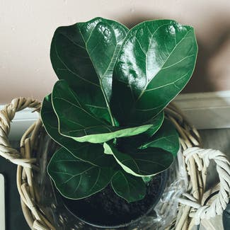 Fiddle Leaf Fig plant in Cork, County Cork