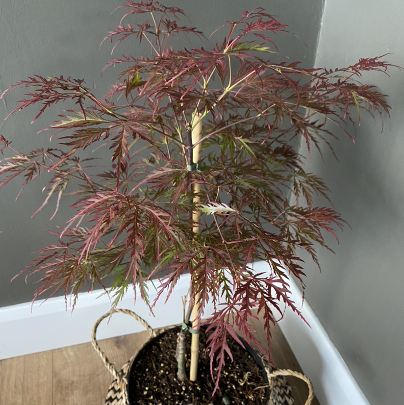 Photo of the plant species Japanese Maple by @rosannageasley named JP Maple on Greg, the plant care app