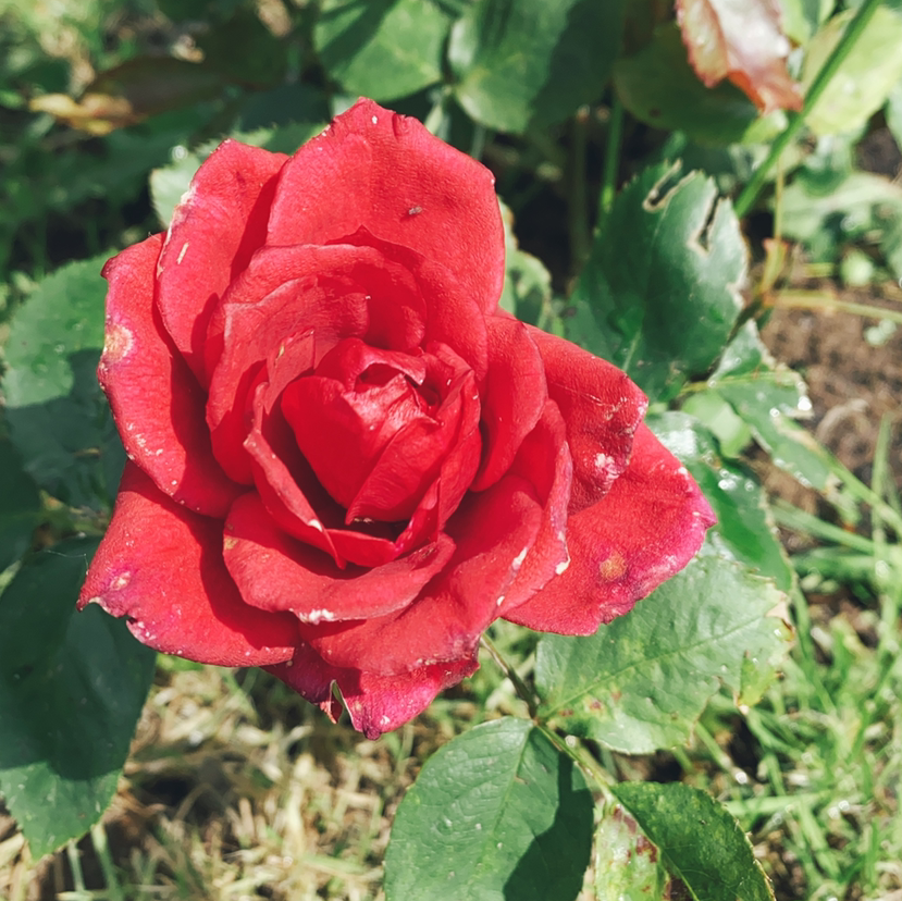 Photo of the plant species Beach Rose by @rosannageasley named Redy Rose on Greg, the plant care app