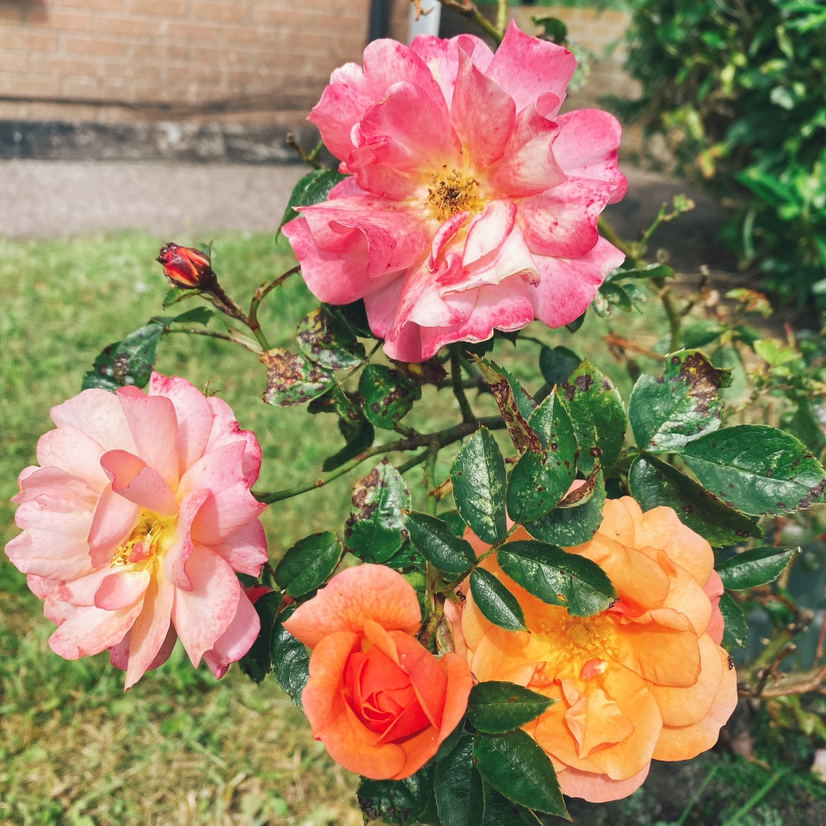 Beach Rose plant with vibrant flowers in various stages of bloom, outdoors with grass and a brick wall in the background.