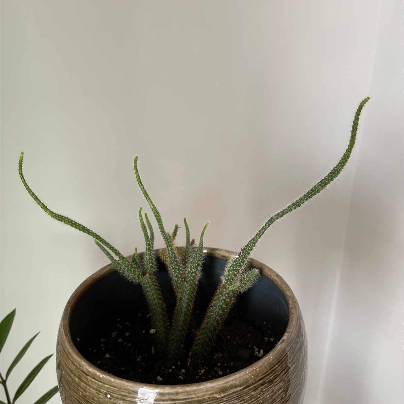 Rat Tail Cactus in a pot with visible soil, well-framed and in focus.