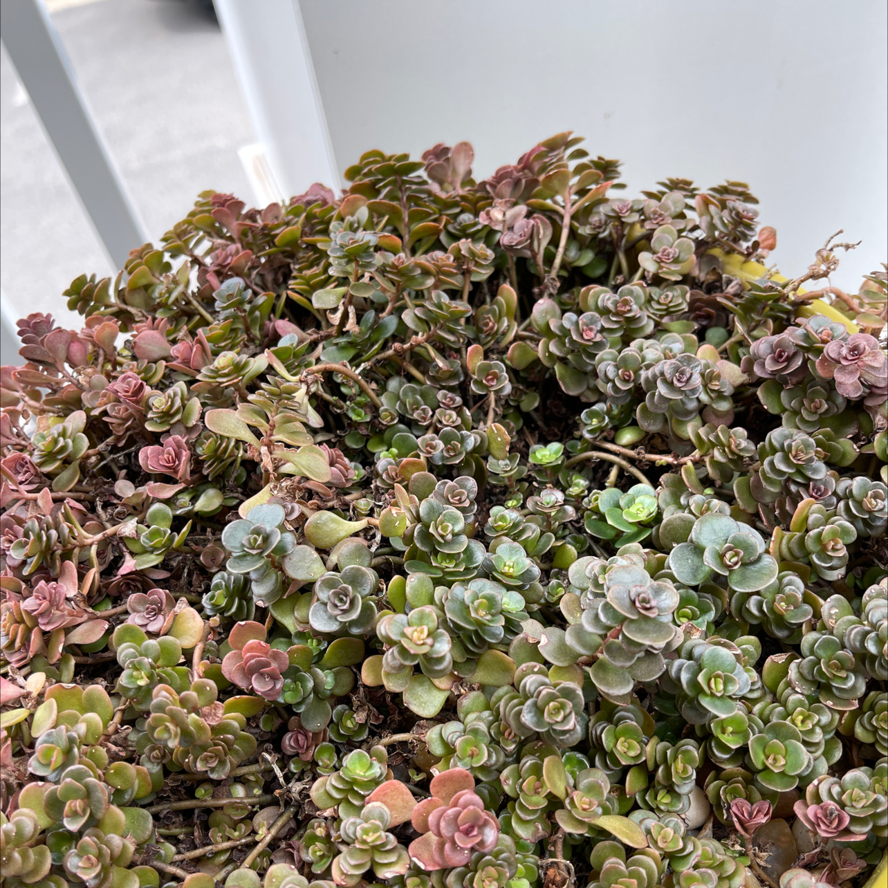 Two-Row Stonecrop plant photo by Tracy named Oodles on Greg, the plant care app.
