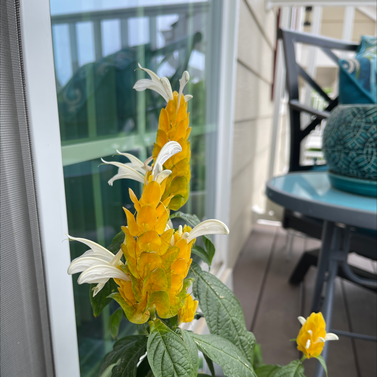 Lollipop Plant with yellow bracts and white flowers on a patio.
