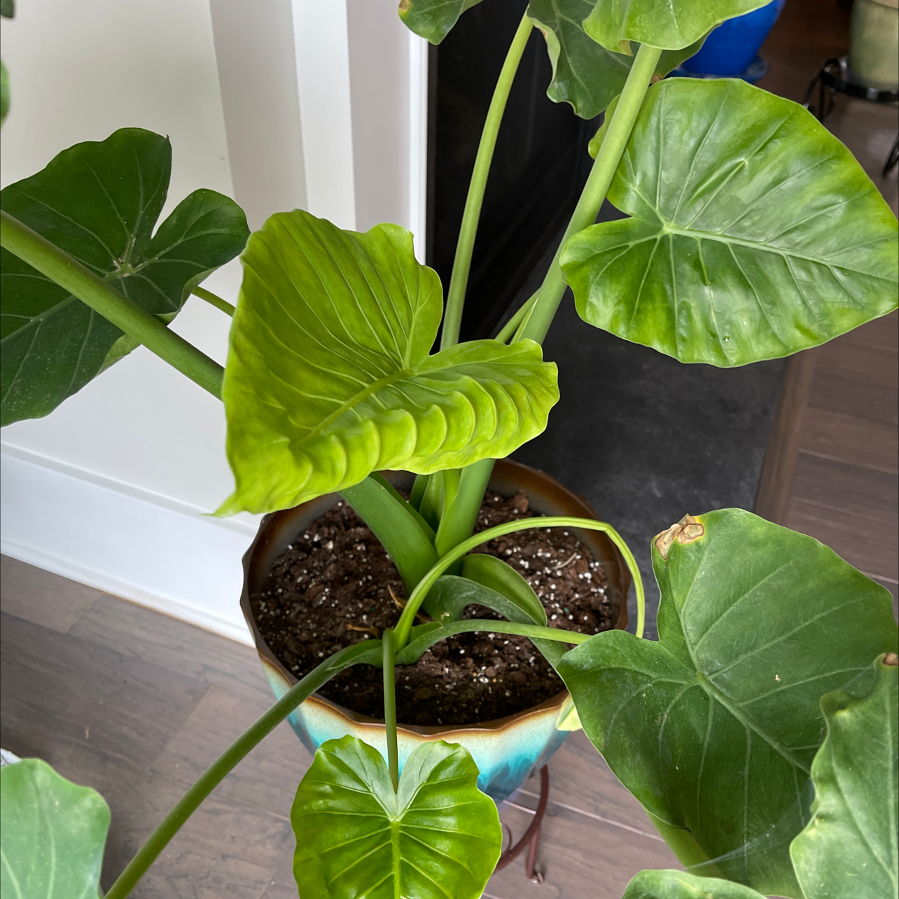 Why Are My Arrowleaf Elephant Ear Leaves Mushy? 💦
