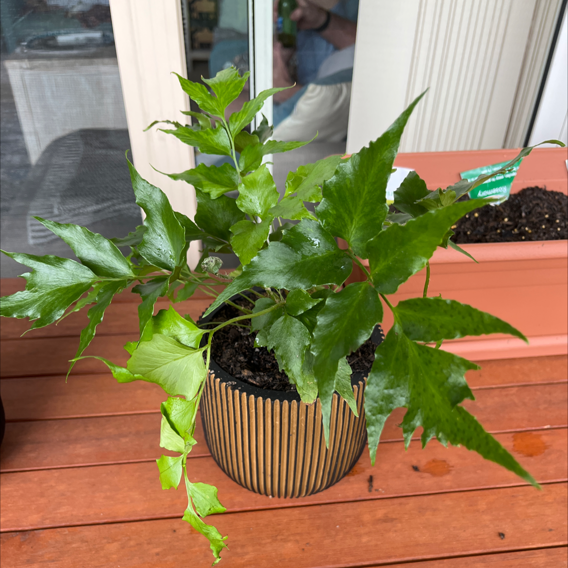 Potted House Holly-Fern with vibrant green leaves on a wooden table.