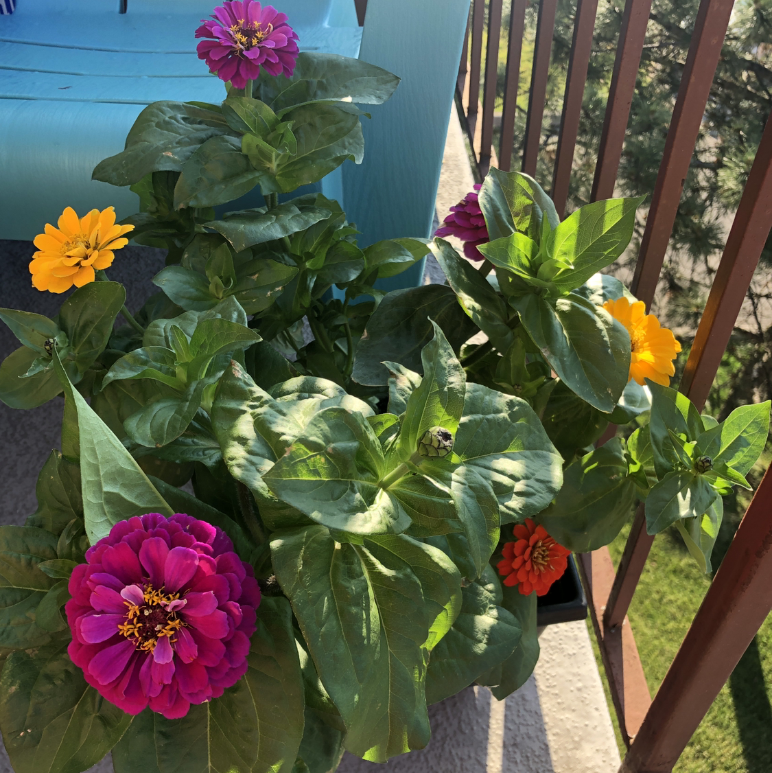 Common Zinnia plant with vibrant pink, yellow, and orange flowers on a balcony.