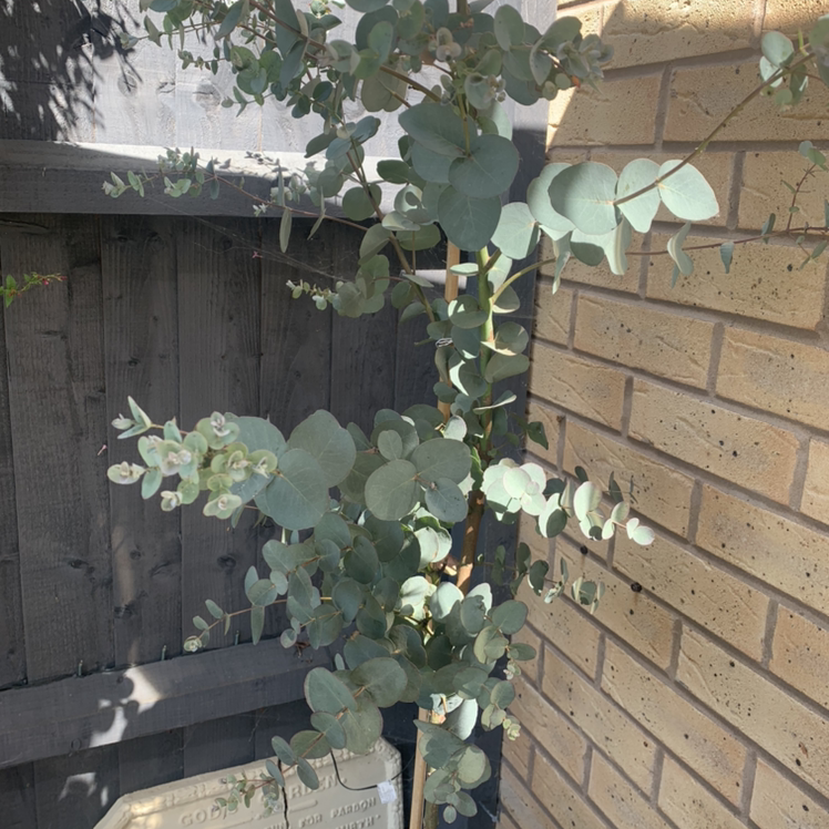 Healthy silver dollar eucalyptus tree with round blue-green leaves growing against a brick wall, some browning on lower leaves.