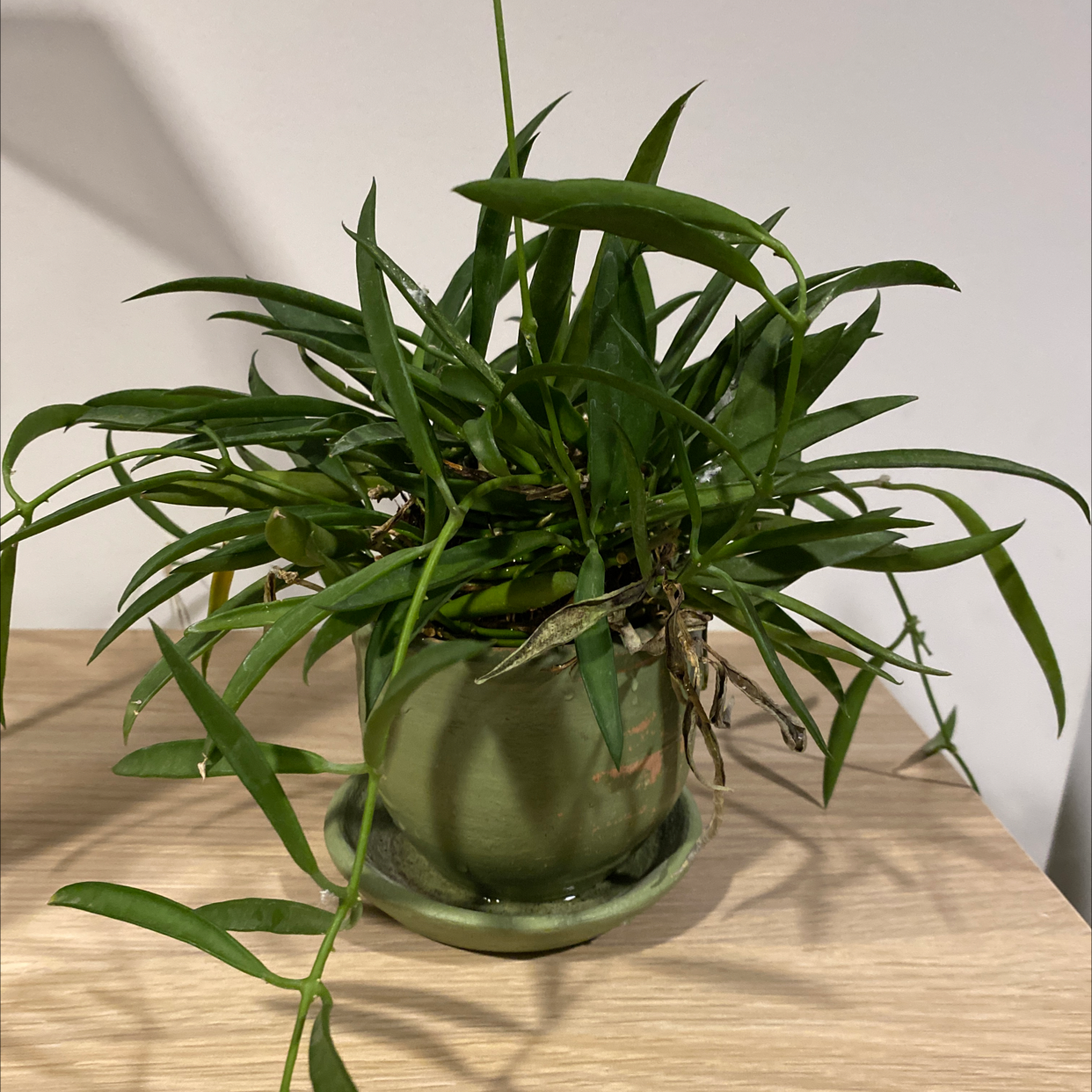 Potted Dischidia oinatha plant with long, narrow green leaves, well-framed and centered.