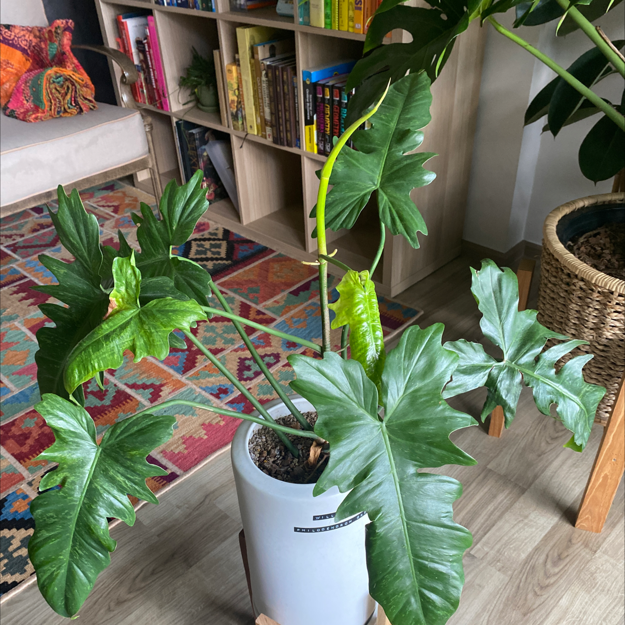 Photo of the plant species Horsehead Philodendron by @KevinSomany named Ares on Greg, the plant care app