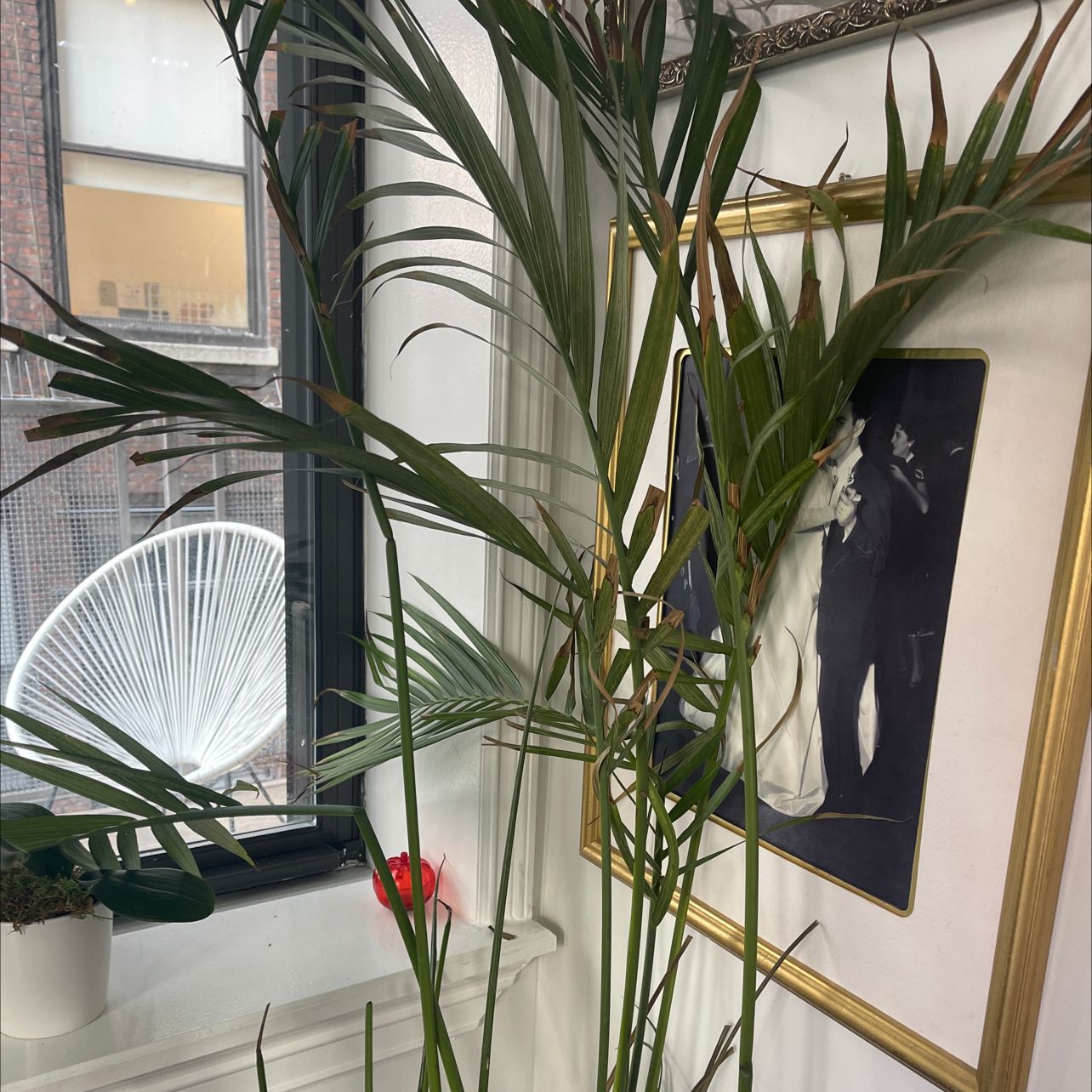 Indoor Bamboo Palm plant near a window with green leaves and no visible signs of disease.