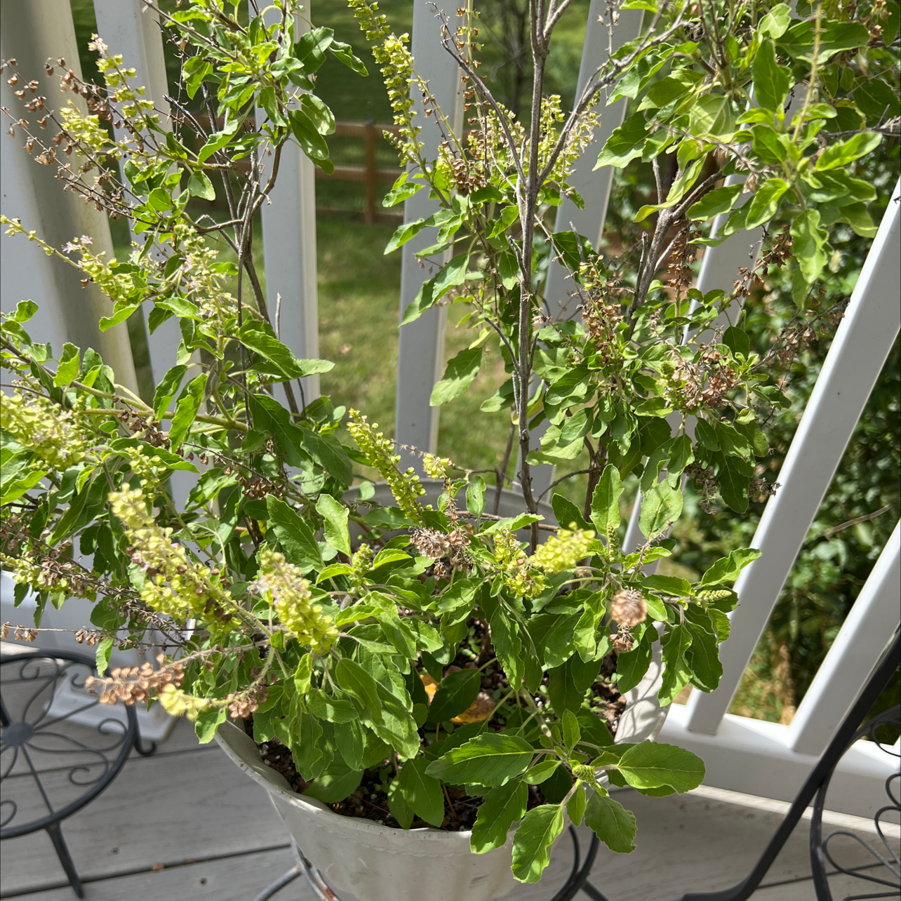Potted Holy Basil (Tulsi) plant with green leaves and flowers on a balcony.
