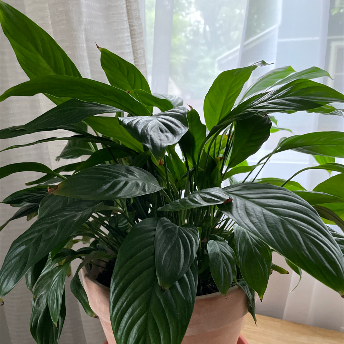 Photo of the plant species Peace Lily by Sarah named Lilly on Greg, the plant care app