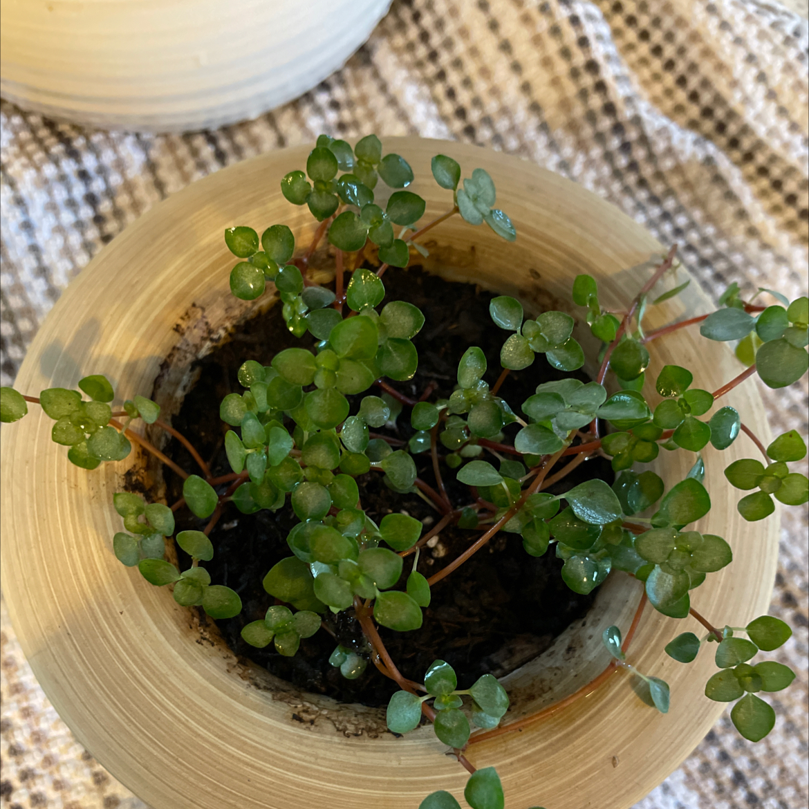 A healthy Silver Spa plant in a pot with visible soil and small green leaves.