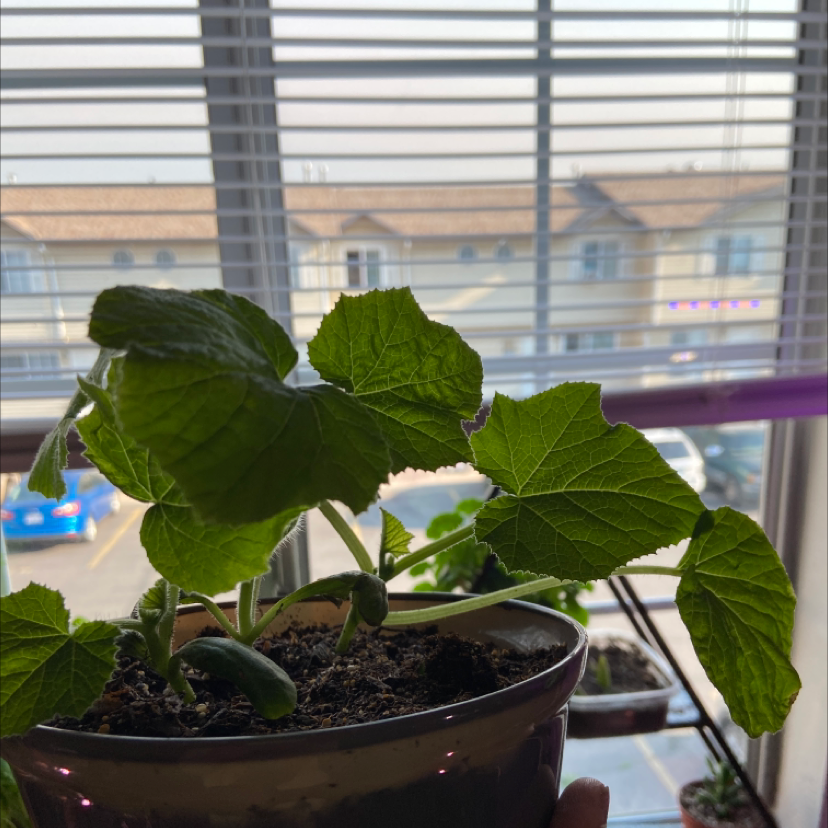 Potted Butternut Pumpkin plant with broad green leaves near a window.