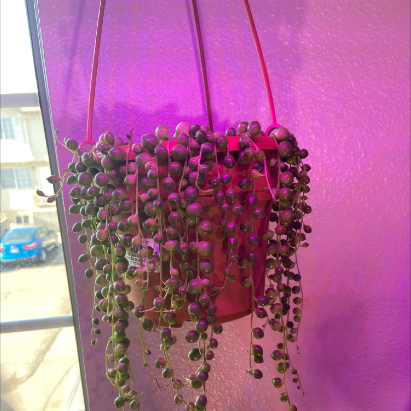 String of Pearls plant photo by @Bmur4471 named Horus on Greg, the plant care app.