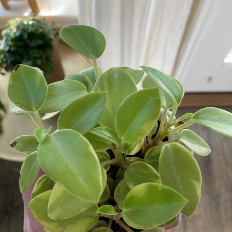 Teardrop Peperomia plant with healthy green leaves.