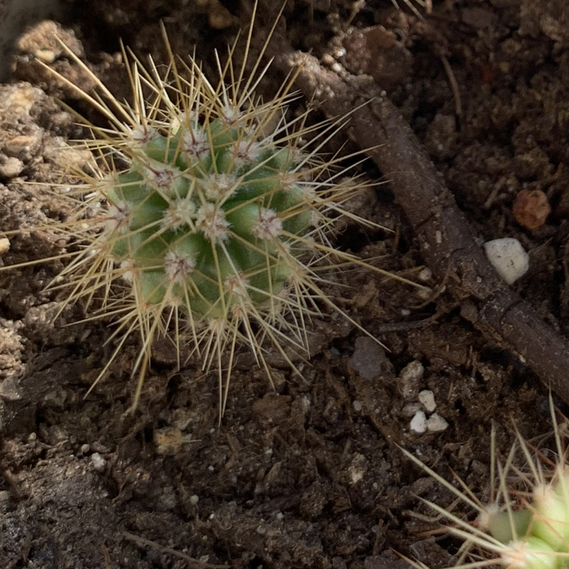Scarlet Hedgehog Cactus with prominent spines in soil.