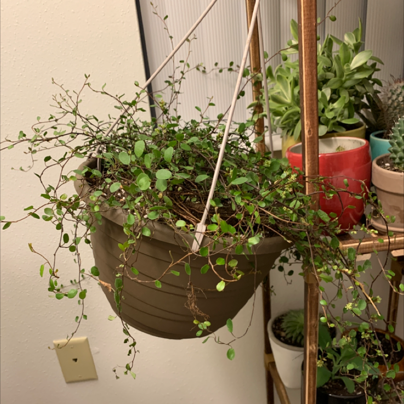 Creeping Wire Vine plant photo by @Samiam060 named Jellyfish Plant on Greg, the plant care app.