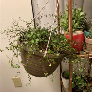 Creeping Wire Vine Plant Care: Water, Light, Nutrients