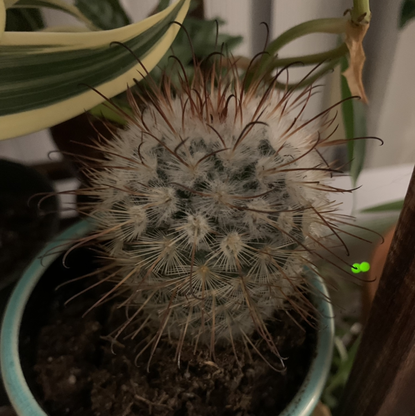 Image of a healthy Silver Ball Cactus in a pot with visible soil.