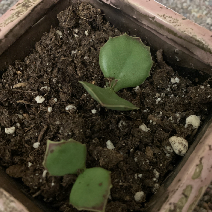 Why Are There Black Spots on My Walking Kalanchoe Leaves?