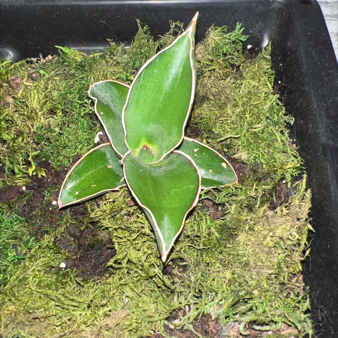 Samurai Dwarf Snake Plant in a pot with moss covering the soil.