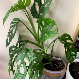 Window Leaf plant in Parma, Ohio