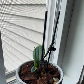 Mini Phalaenopsis Orchid plant in Parma, Ohio