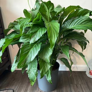 Peace Lily plant in Parma, Ohio