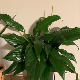 Peace Lily plant in Parma, Ohio