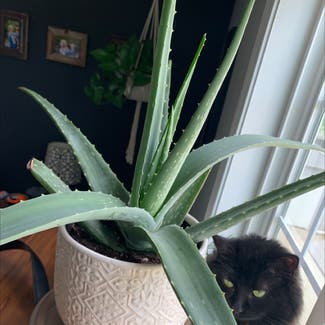 Aloe vera plant in Parma, Ohio