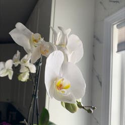 Black Velvet Jewel Orchid plant