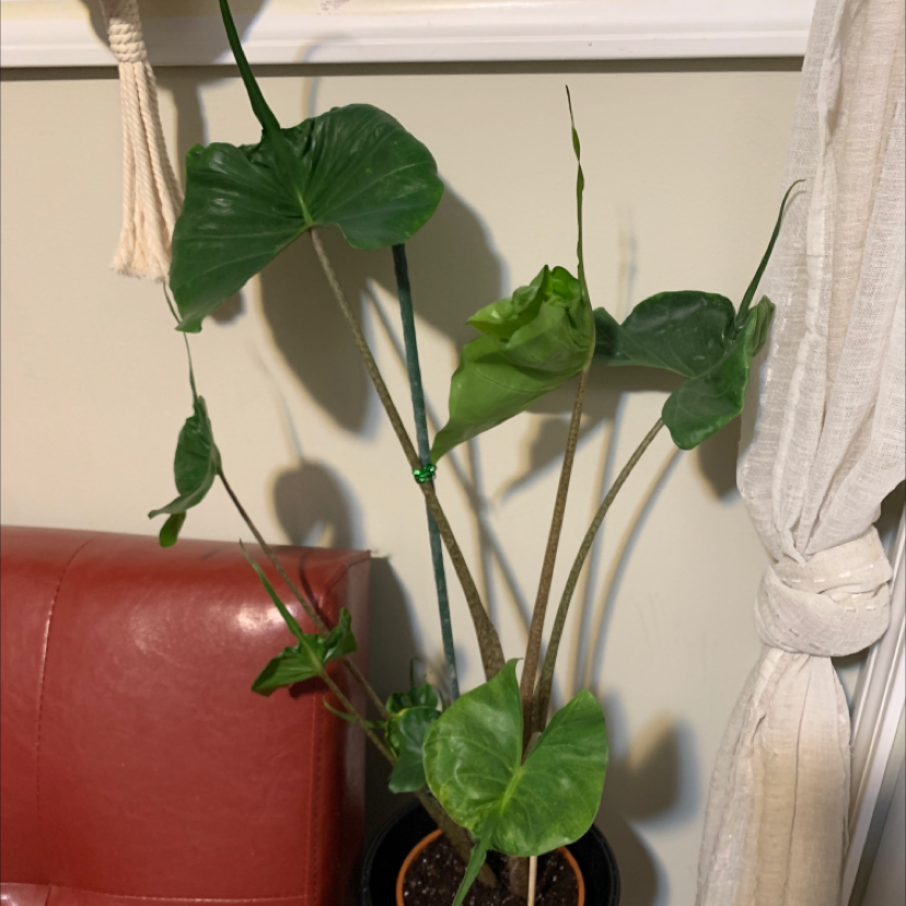 Photo of the plant species Stingray Elephant Ear by @AmberLaPlante named Irwin on Greg, the plant care app
