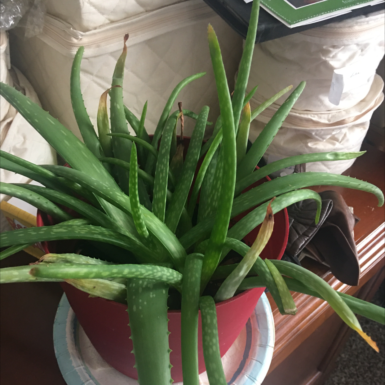 Aloe vera plant photo by Linda named Aloe on Greg, the plant care app.