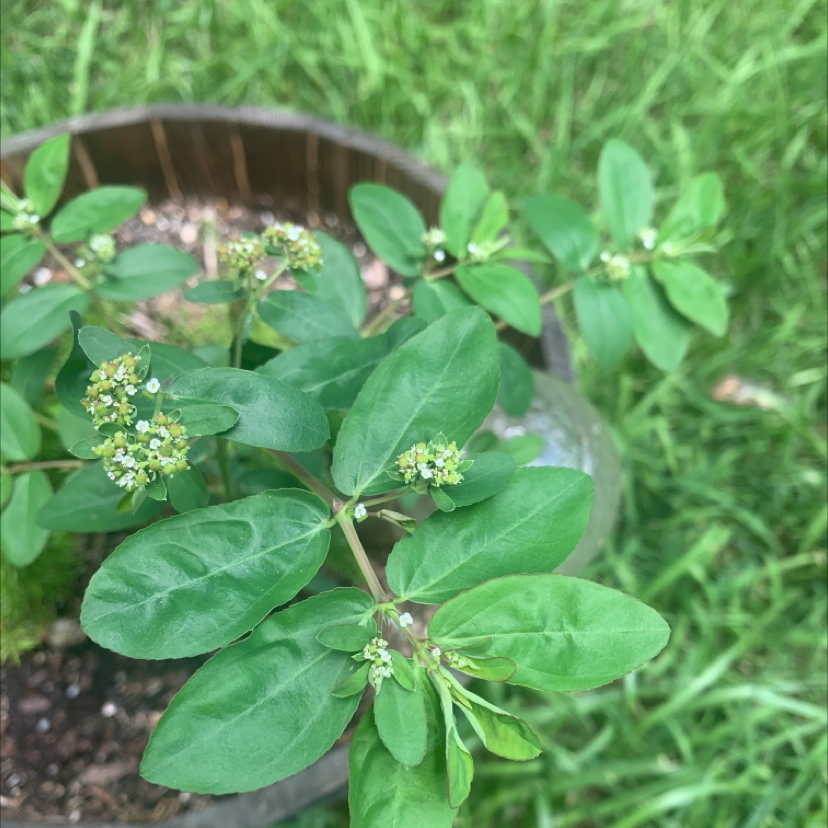 Photo of the plant species Graceful Sandmat by @Firedog55 named Your plant on Greg, the plant care app
