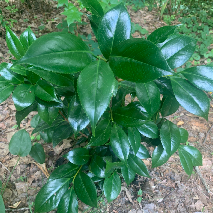 Photo of the plant species Camellia by @Firedog55 named Your plant on Greg, the plant care app