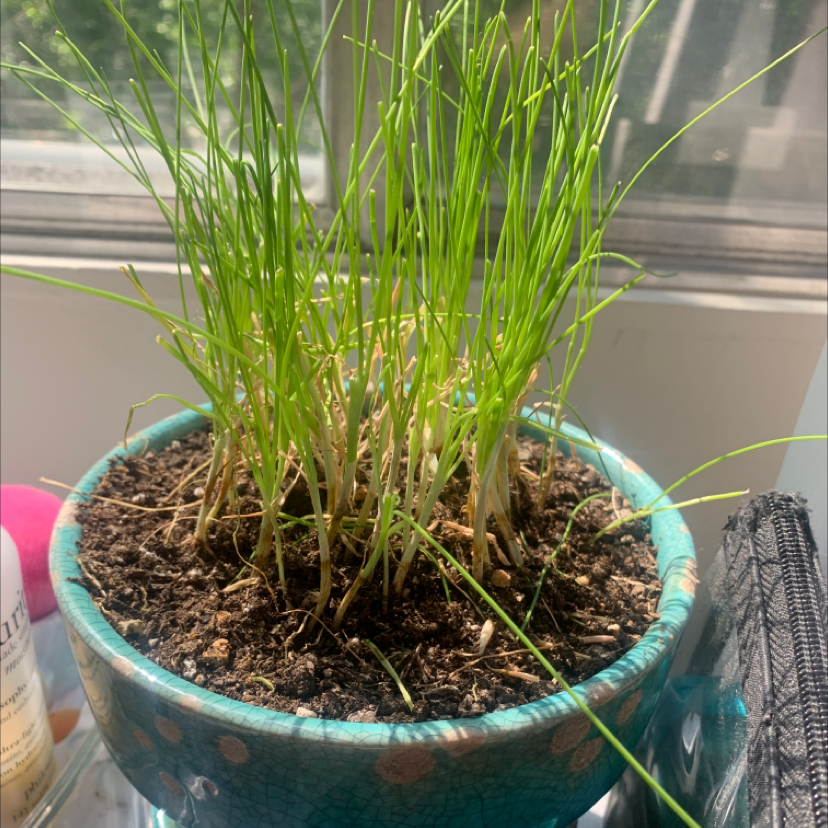 Photo of the plant species Wild Chives by Rachel named Chively Cyrus on Greg, the plant care app