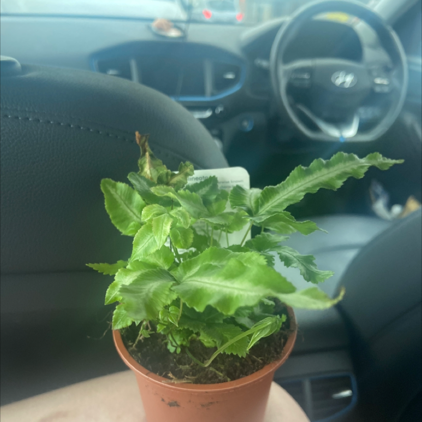 Potted Brake Fern inside a car with some browning at the leaf tips.