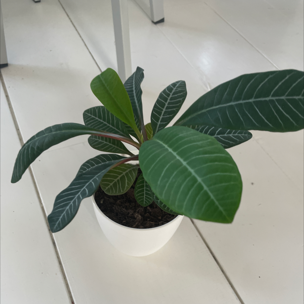 Madagascar Jewel plant in a white pot with healthy green leaves.