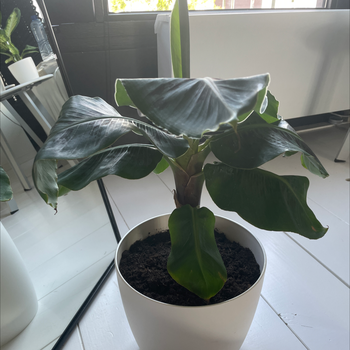 Potted Dwarf Banana plant with broad, dark green leaves indoors on a white floor.