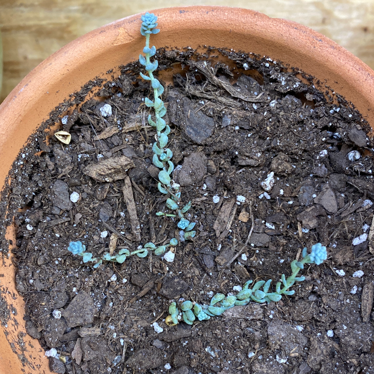 Photo of the plant species Spreading Alkaliweed by Remmee named Your plant on Greg, the plant care app