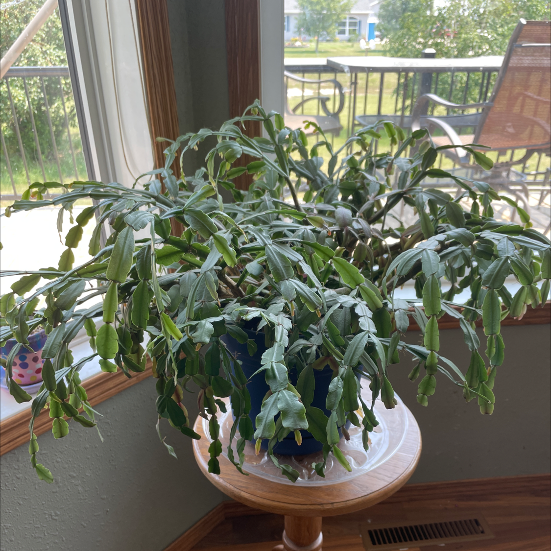 true Christmas Cactus on a wooden table near a window, appears healthy.
