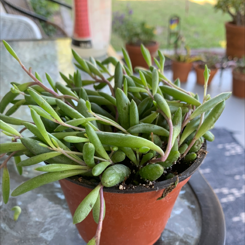 Healthy String of Pickles plant in a small pot with green, plump leaves.