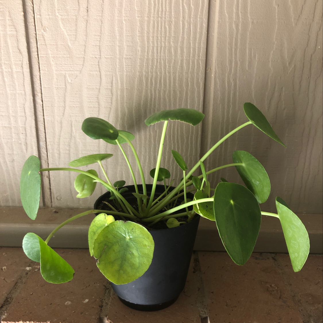 money tree black spots on leaves